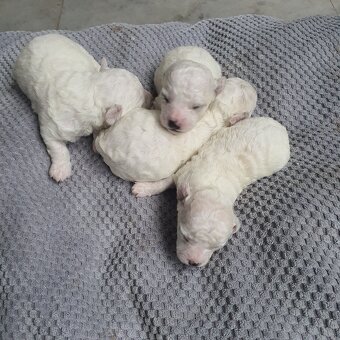 Szczeniaczki Bichon Frise - 6