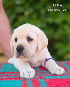 Labrador biszkoptowe szczenięta FCI - 6