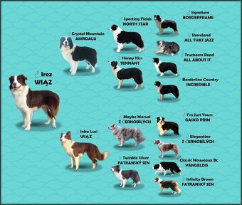 Wspaniały Pies FABIO - BORDER COLLIE z pełną dok. super rodz - 6