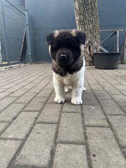 Sprzedam Szczeniaki Akity Amerykańskiej - 6