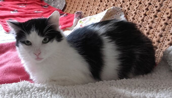 Kociaki z dłuższym futerkiem 10 mies. - 6