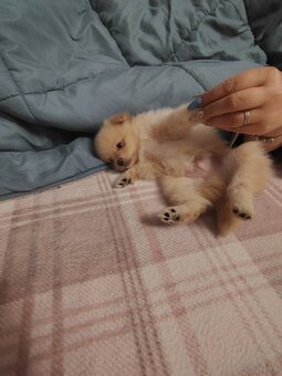 Sprzedam piesków rasy szpic - 6