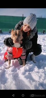 AMERICAN BULLY XXL - 6