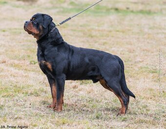 Rotvajler, Rottweiler s PP - 6