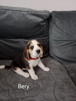 Beagle - 6