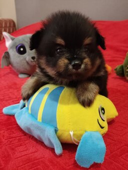 Szpic pomeranian - 6