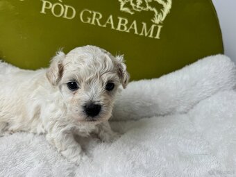 Bichon frise FCI do rezerwacji - 6