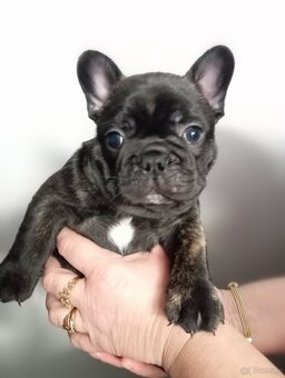 Buldog francuski - 6