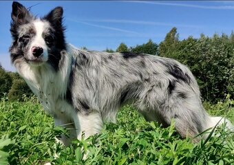 Reproduktor - Krycie - Border Collie - 6