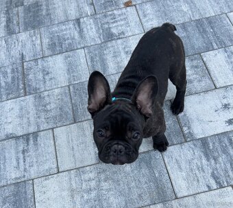 Buldog Francuski - 6