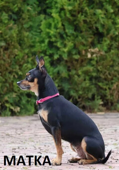 Pinczerki Pinczer Miniaturowy z Rodowodem CHIP Chłopaki Szuk - 6