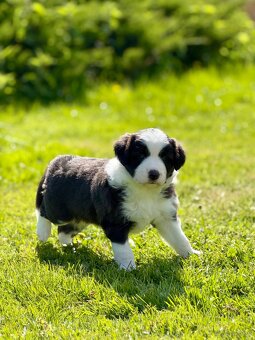 Border Collie ZKwP / FCI - 6