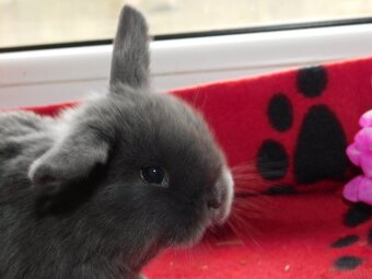 Baranki mini lop - 6