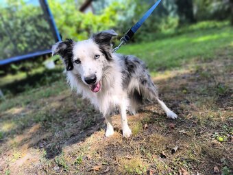 Border colie blue merle i czarno biale - 6