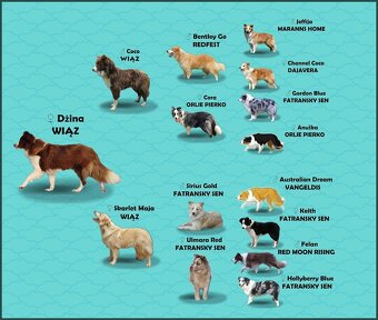 Piękny Biszkopt Border Collie - Rasowy piez z pełną dok. - 6