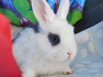 Mini lop baranki - 6