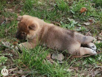 Shiba Inu + Nowy miot + Rezerwacja szczeniąt - 6