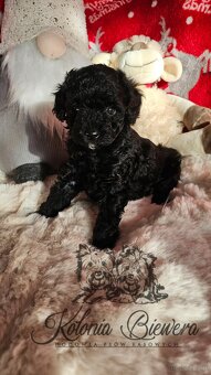Pudel Toy/Miniaturowy czarny piesek Badania genetyczne Paszp - 6