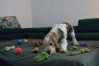 Grand basset griffon vendeen - 6