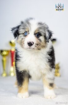 Miniaturowy owczarek amerykański - Aleant MAS (Instagram) - 6