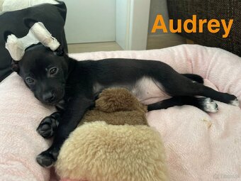 Peruwiański Pies bezwłosy - 6