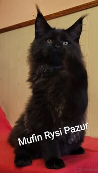 Śliczny kocurek maine coon - 6