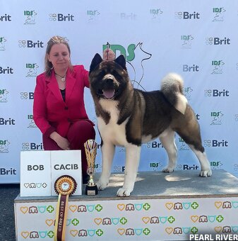 Szczenię rasy akita amerykańska z rodowodem - 6