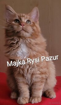 Mruczącą koteczka maine coon - 6