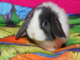 Piękne baranki mini lop niebieskie - 6