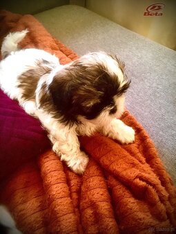 Szczeniaczki shih tzu trikolor - 6