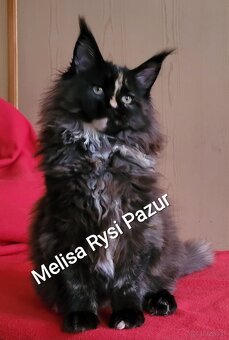 Rozkoszna szylkretka maine coon - 6