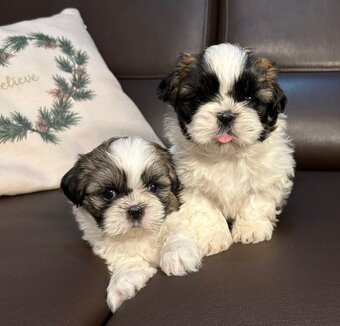 Szczeniaczki Shih Tzu z rodowodem - 6