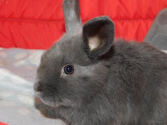 Niebieskie baranki mini lop samiczki - 6