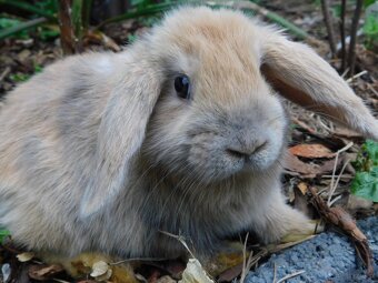 Niebieskie baranki mini lop samiczki - 6