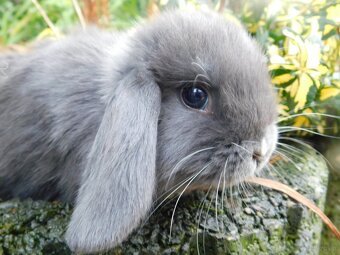 Baranki mini lop - 6