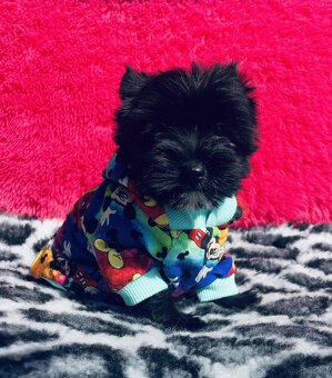York czarny Zyzio Black Yorkshire Terrier. - 6