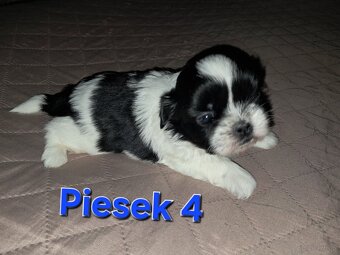 Sprzedam  shih-tzu - 6