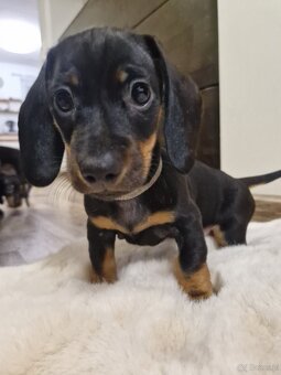 Szczeniak jamnik - 6