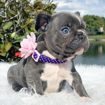 Französische Bulldogge Welpen..+43 678 70413678 - 6