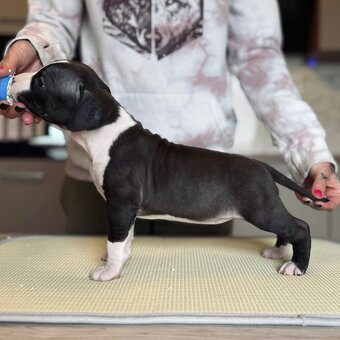 Ekskluzywne szczenięta Ruffian Amstaff - 6