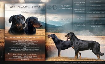 Szczenię, szczenięta rasy Beauceron (Berger de Beauce) - 6