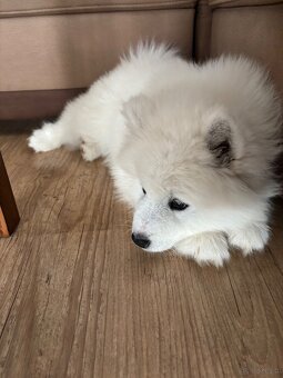 Śliczne pieski Samoyed - 6