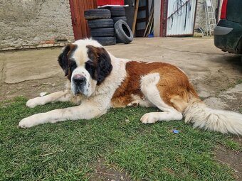 Bernardyn szczenięta-śliczne - 6