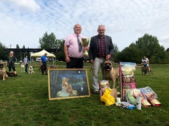 Szczenięta Cane Corso z FCI - 6