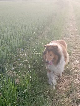 Reproduktor owczarek Szkocki - 6