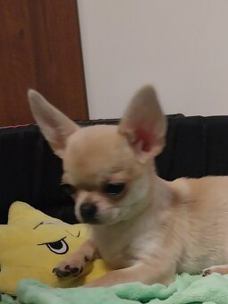 Chihuahua  ZKWP / FCI - 6