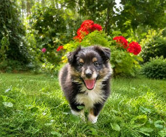 Sheltie, shetland sheepdog, owczarek szetlandzki, piesek - 6