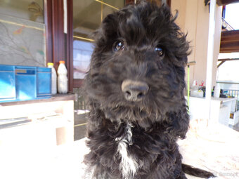 Cockapoo F1, ostatni piesek, czarny - 6