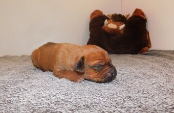 Rhodesian ridgeback- fenka s PP - 6