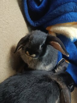 Króliczki mini lop miniaturka baranek - 6